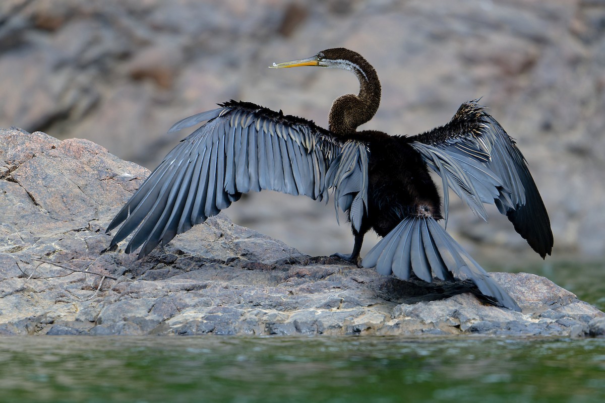 נחשון אסייתי - ML647848892