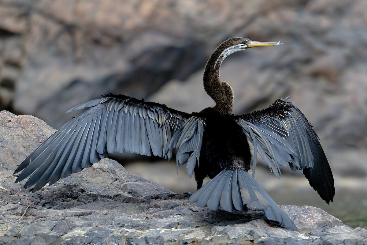 נחשון אסייתי - ML647848897