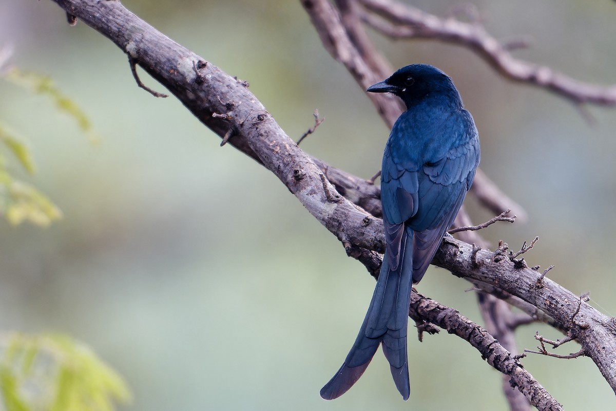 Black Drongo - ML647848954