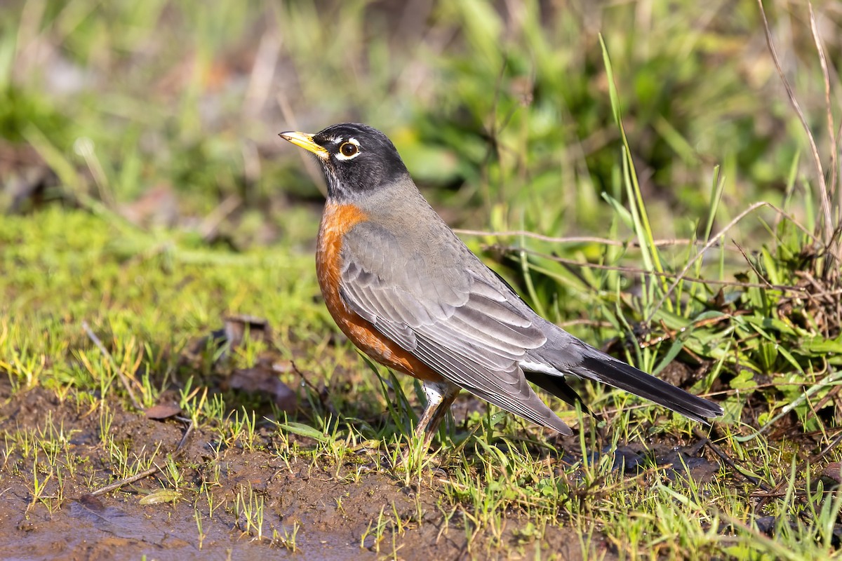 コマツグミ - ML647849004