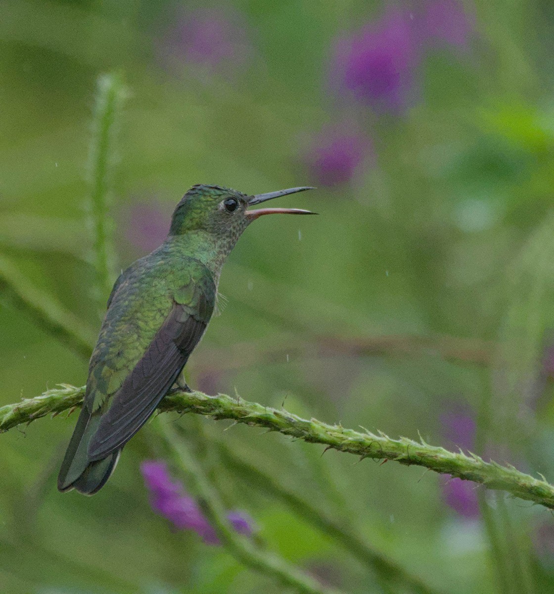 Scaly-breasted Hummingbird - ML647849028