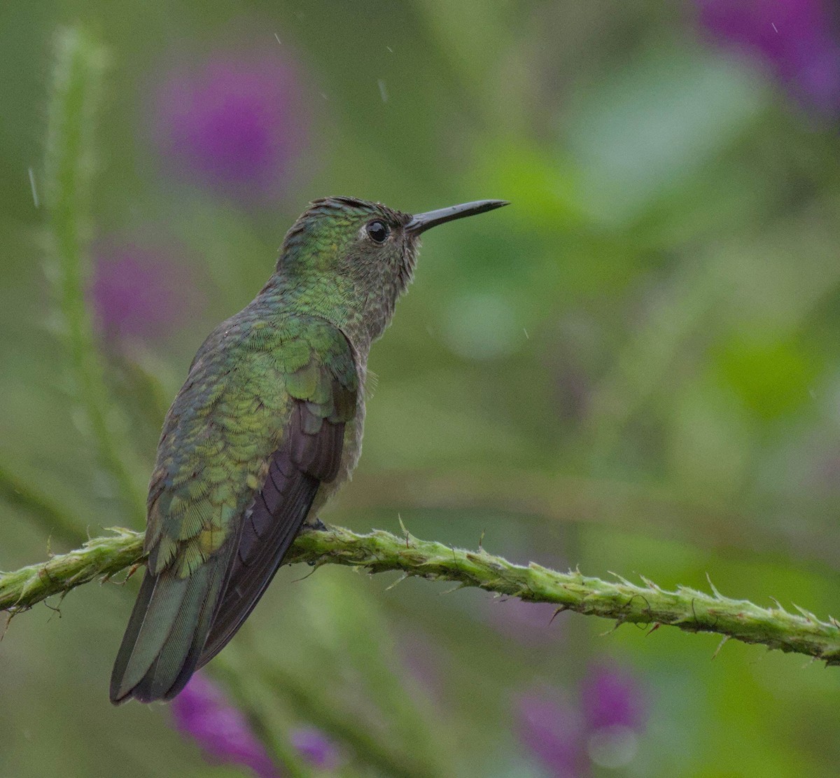 Scaly-breasted Hummingbird - ML647849029