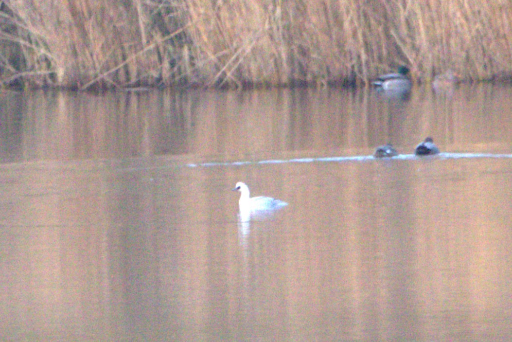 מרגון גמדי - ML647849043