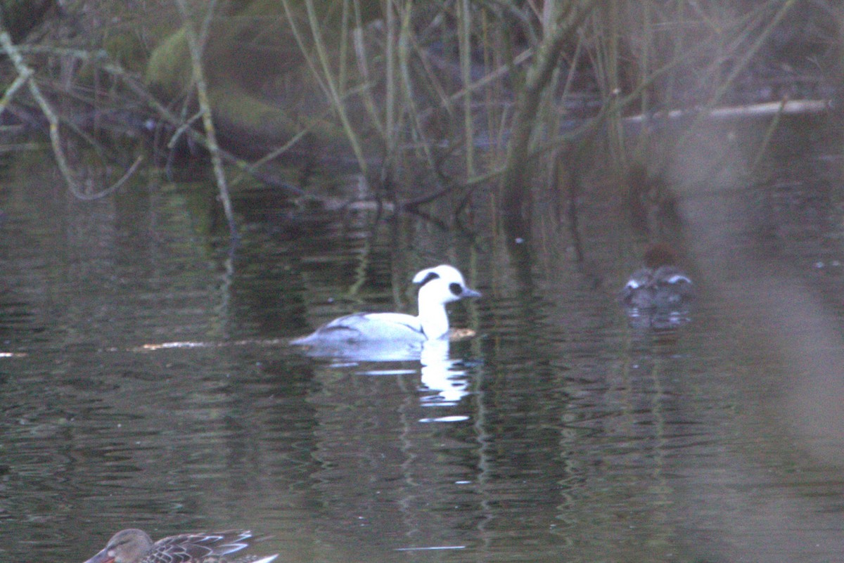 מרגון גמדי - ML647849044