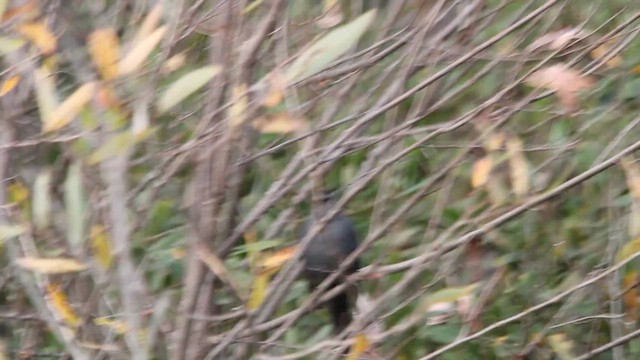 Moqueur chat - ML647849062