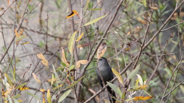 Moqueur chat - ML647849066