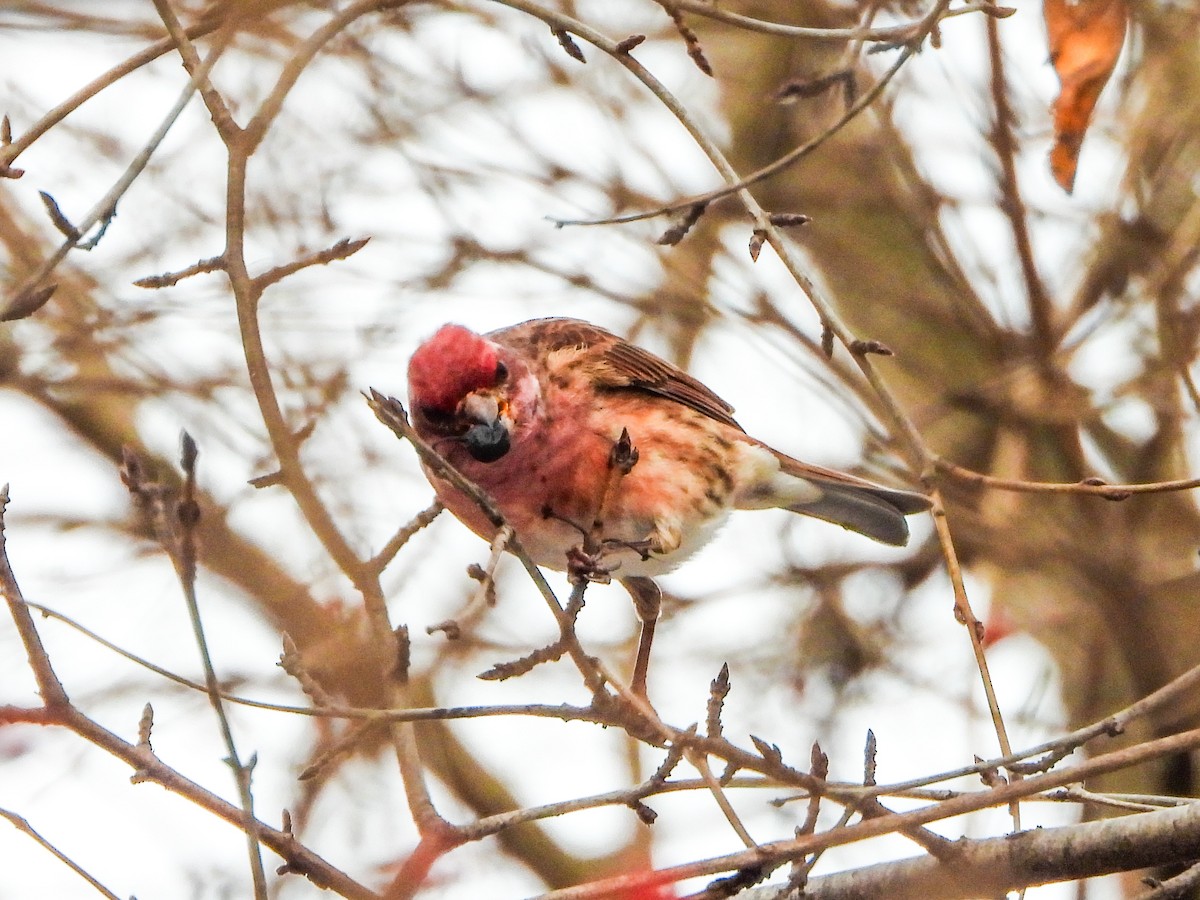 purpurfink - ML647849076