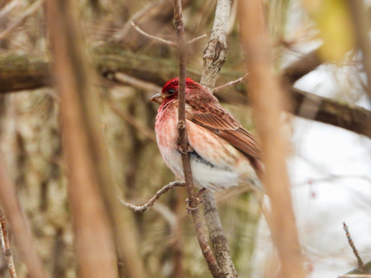 purpurfink - ML647849079