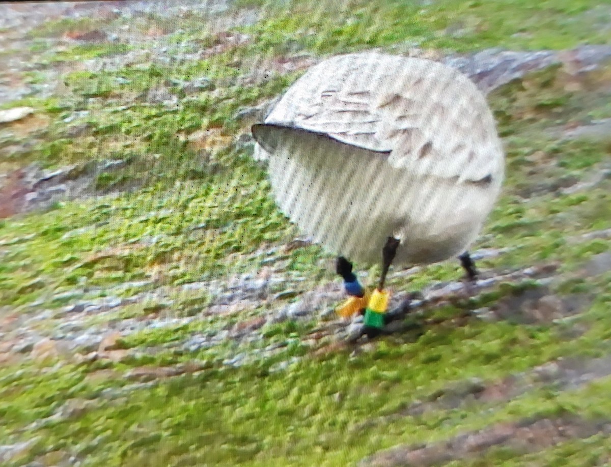 Sanderling - ML647849158