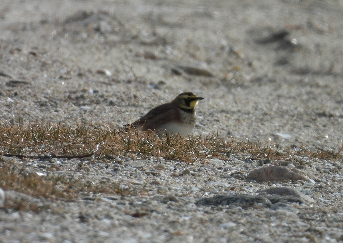 ハマヒバリ - ML647849159