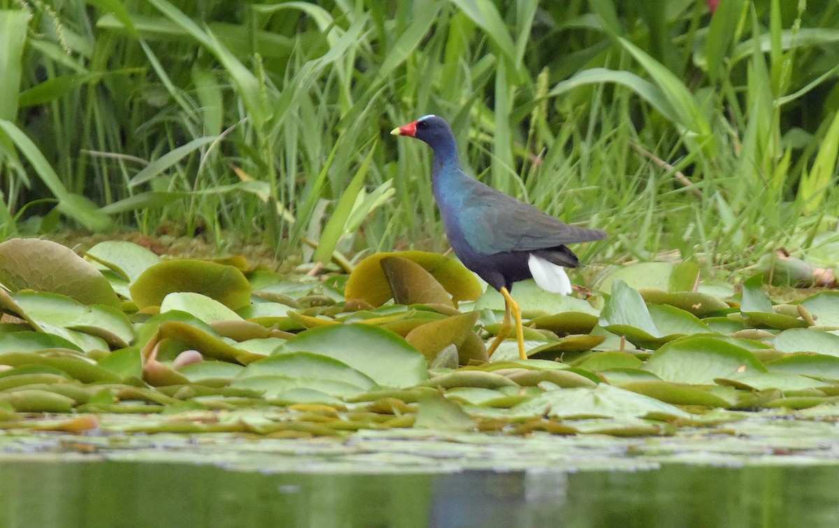 Uroilo urdin amerikarra - ML647849163