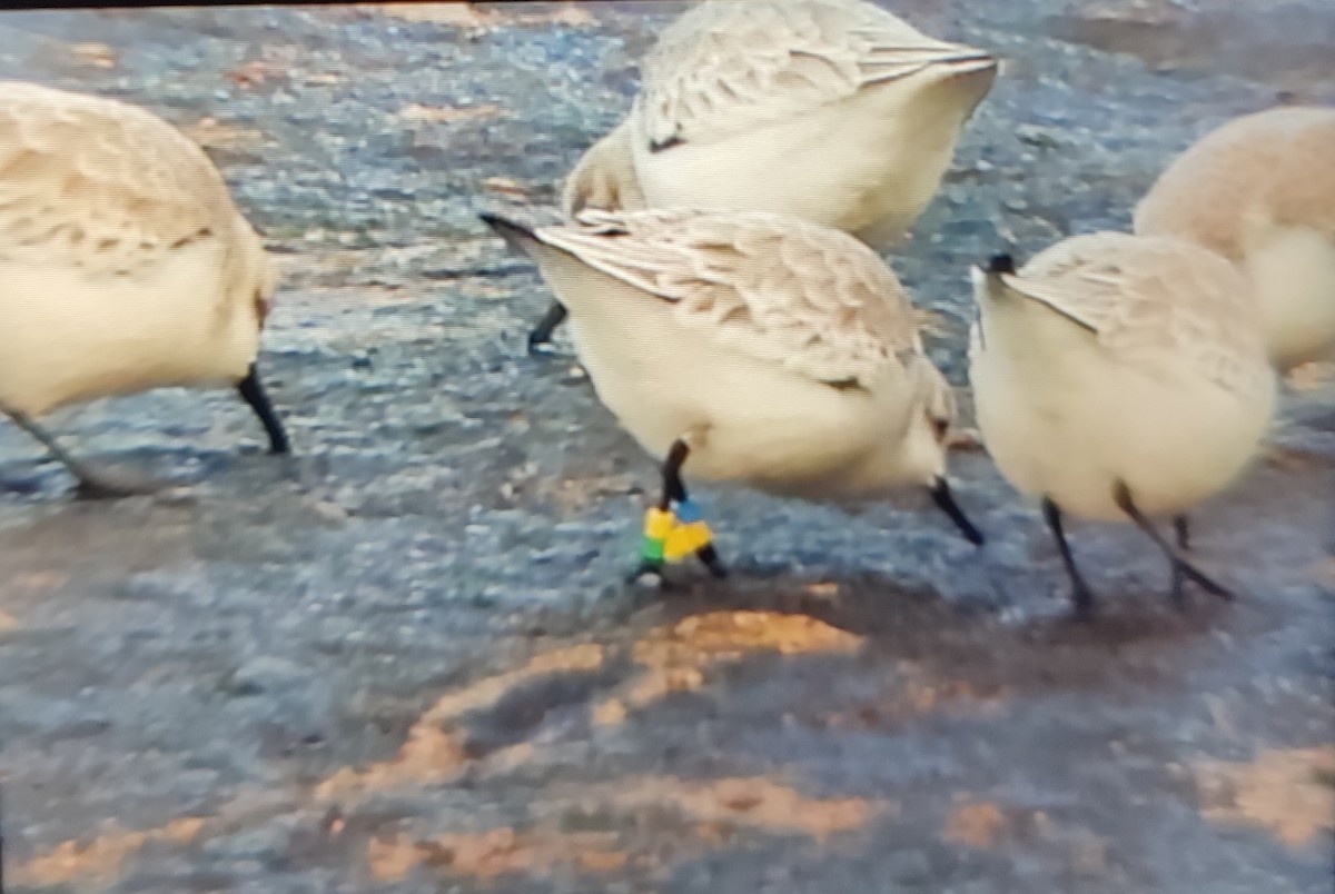 Sanderling - ML647849165