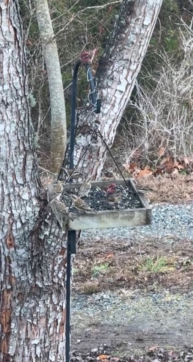 purpurfink - ML647849166