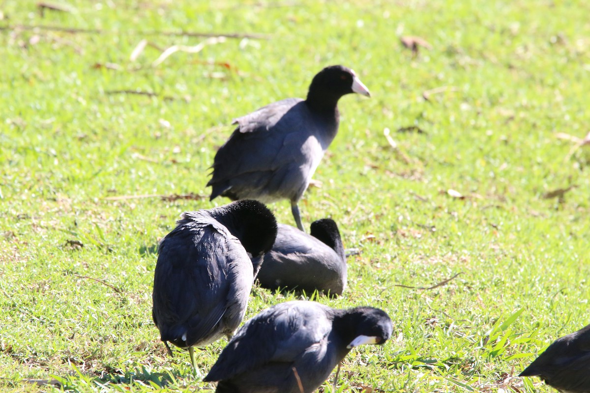 אגמית אמריקנית - ML647849171