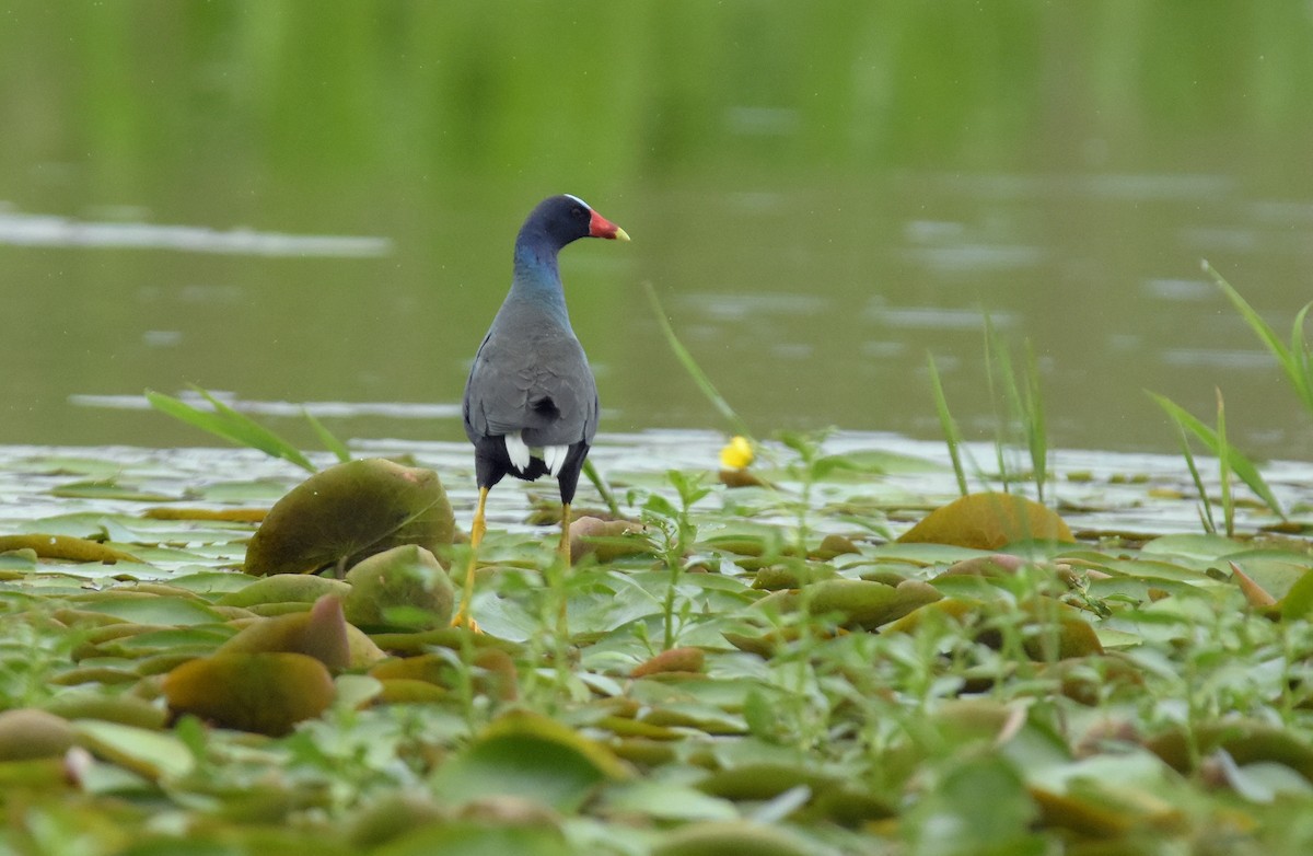 Uroilo urdin amerikarra - ML647849173