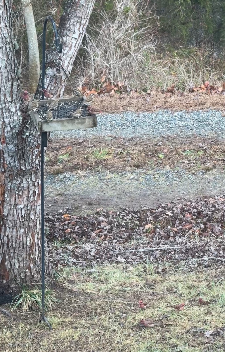 purpurfink - ML647849174