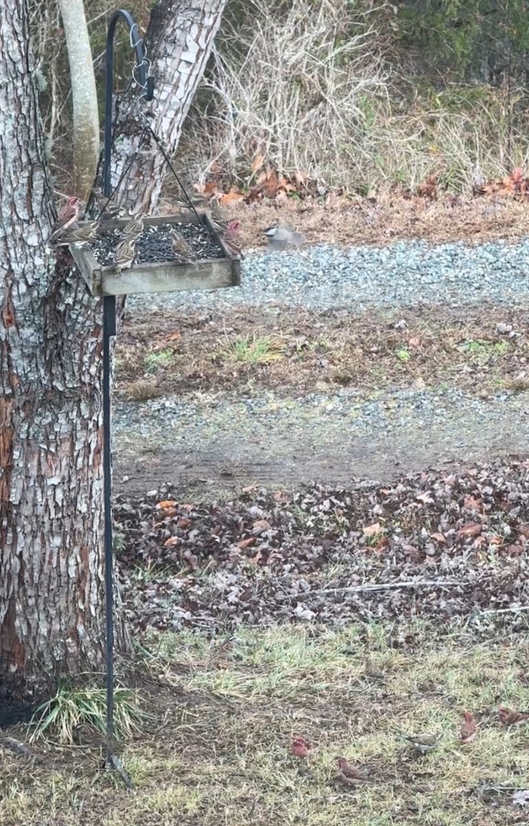 purpurfink - ML647849175