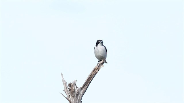 Gray Butcherbird - ML647849179