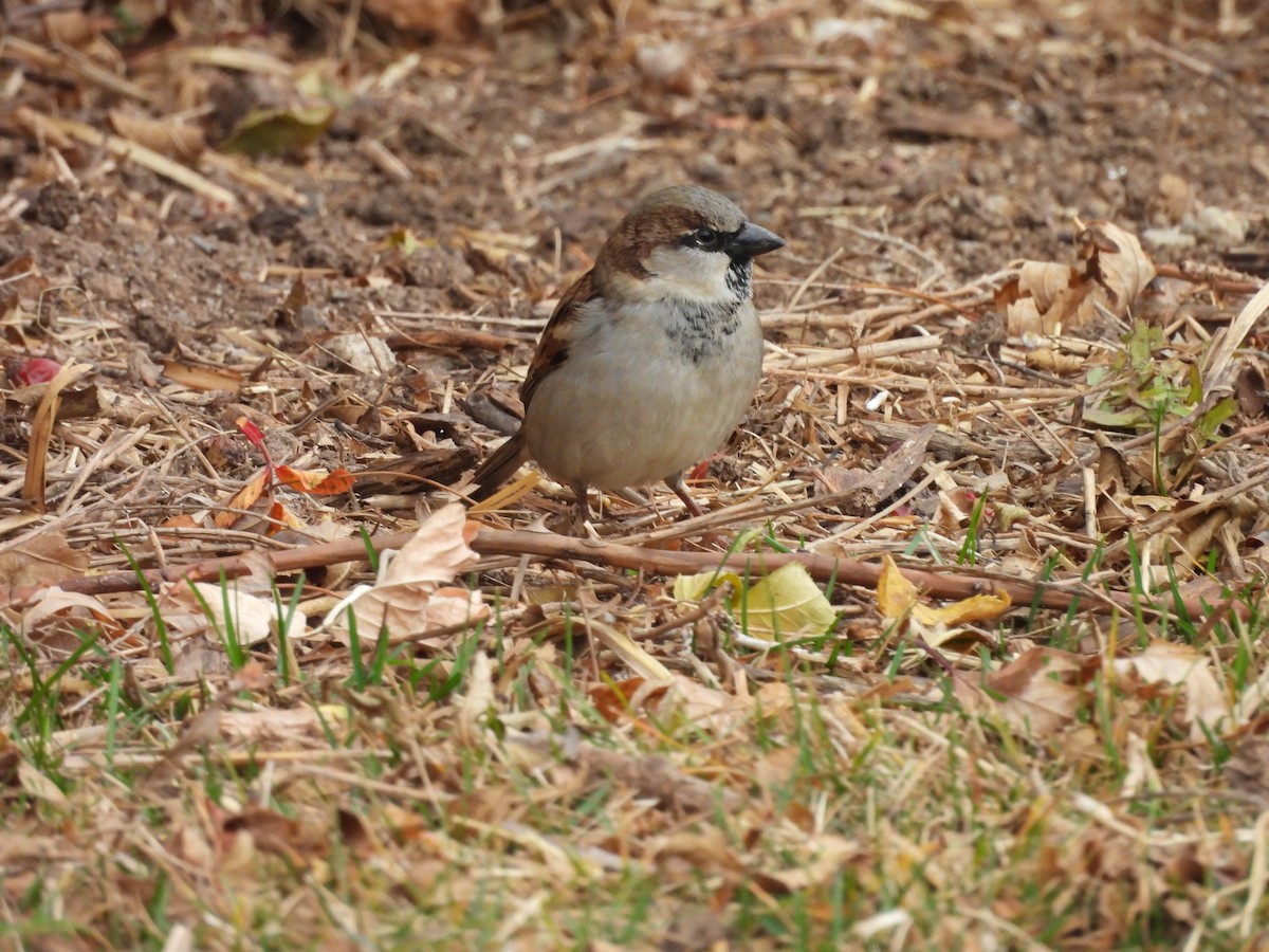 vrabec domácí - ML647849186