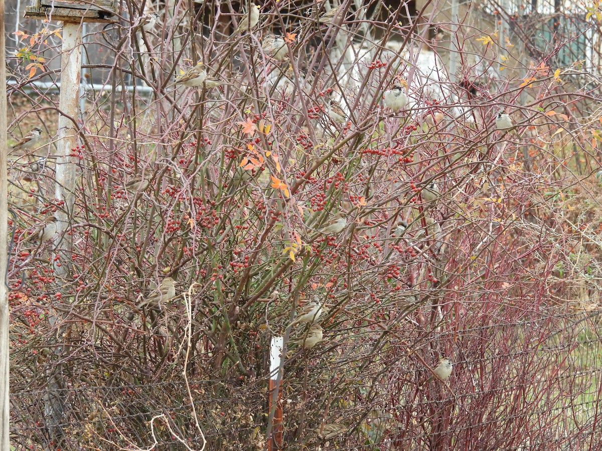 vrabec domácí - ML647849187