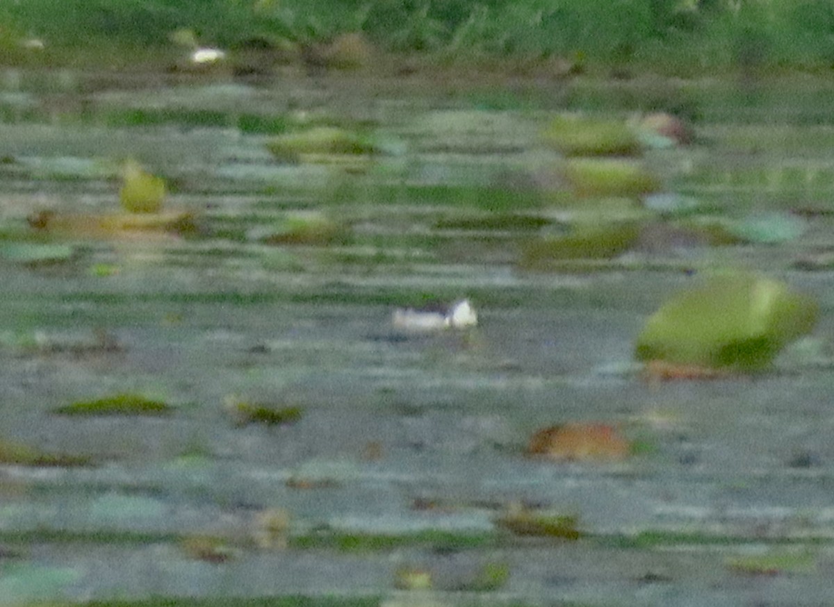 fasanbladhøne - ML647849197