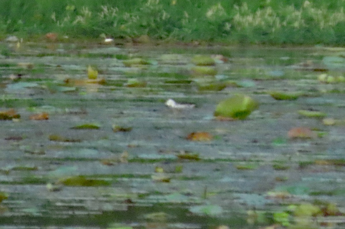 fasanbladhøne - ML647849202