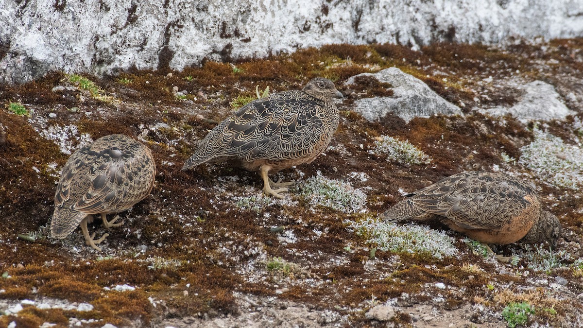 Rufous-bellied Seedsnipe - ML647849219