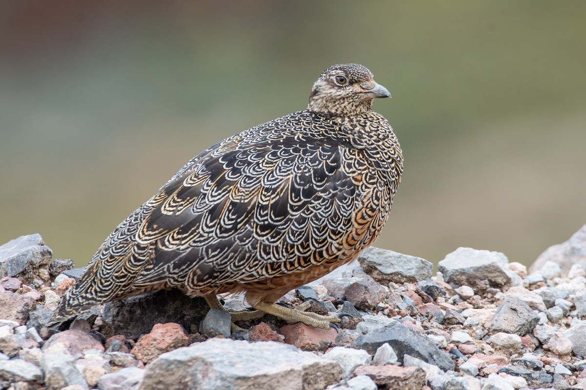 Rufous-bellied Seedsnipe - ML647849220