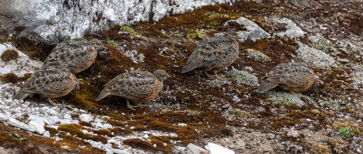 Rufous-bellied Seedsnipe - ML647849221
