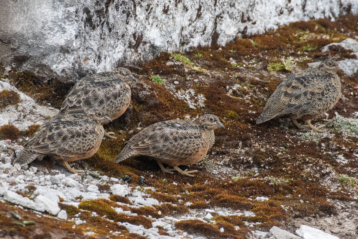 Rufous-bellied Seedsnipe - ML647849222