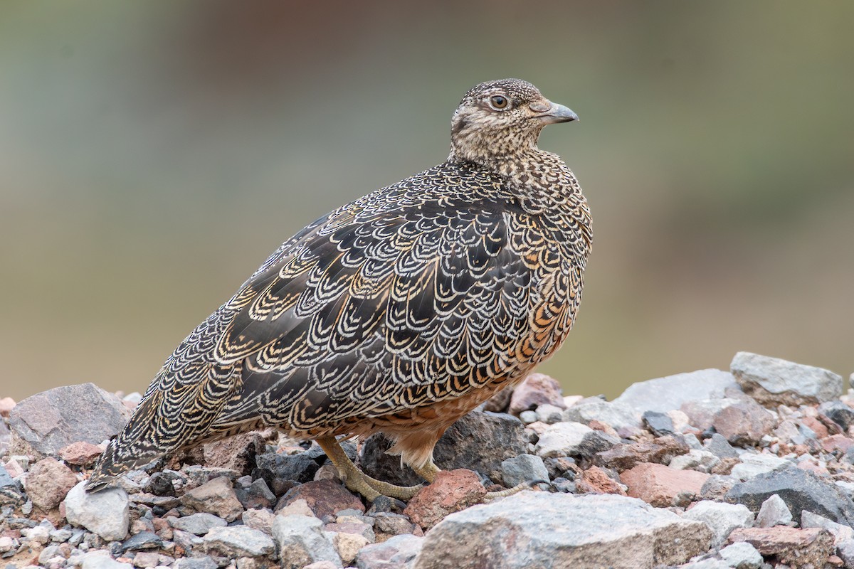 Rufous-bellied Seedsnipe - ML647849223