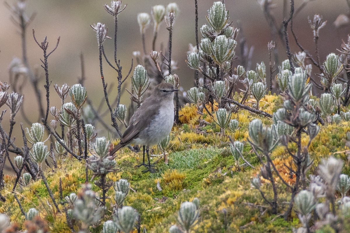 Plain-capped Ground-Tyrant - ML647849226
