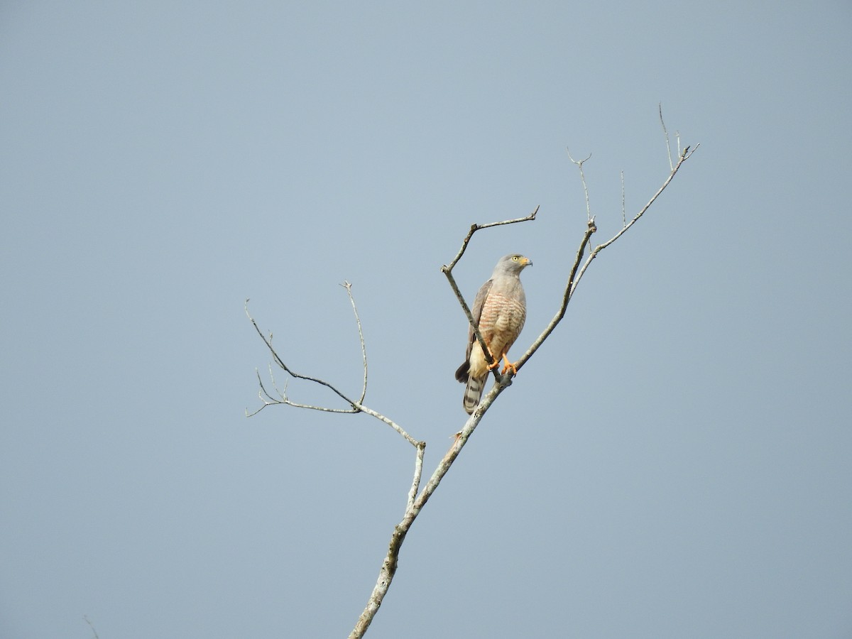 Roadside Hawk - ML647849242