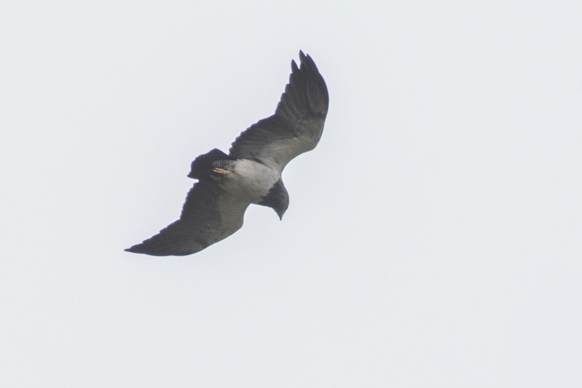 Black-chested Buzzard-Eagle - ML647849243