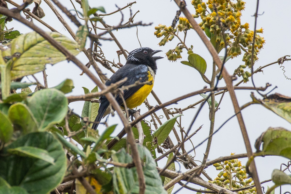 Buff-banded Mountain Tanager - ML647849253