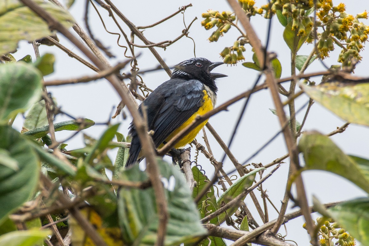 Buff-banded Mountain Tanager - ML647849254