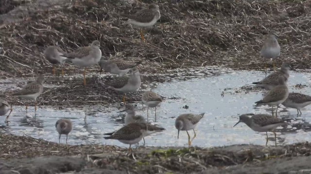 Lesser Yellowlegs - ML647849257