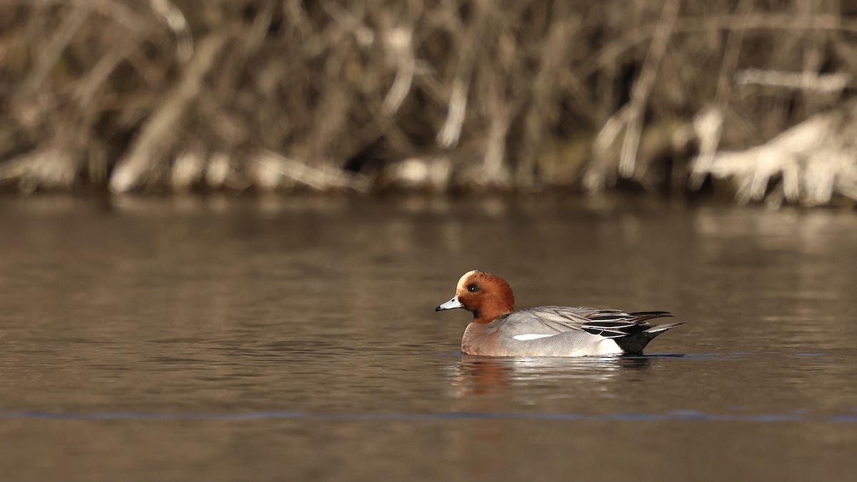 Eurasian Wigeon - ML647849265