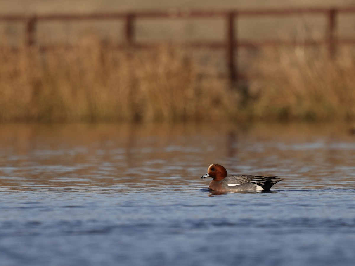 Eurasian Wigeon - ML647849267