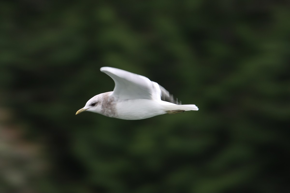 Short-billed Gull - ML647849277