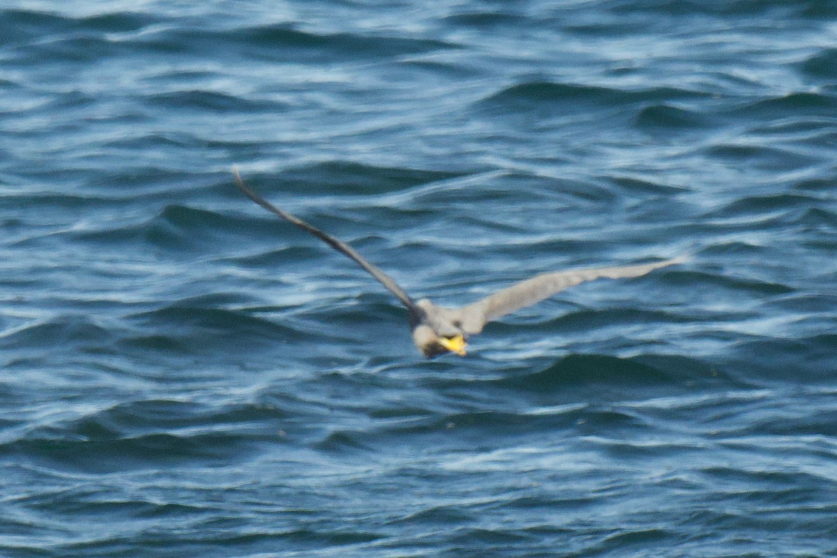 Pacific Reef-Heron - ML647849278