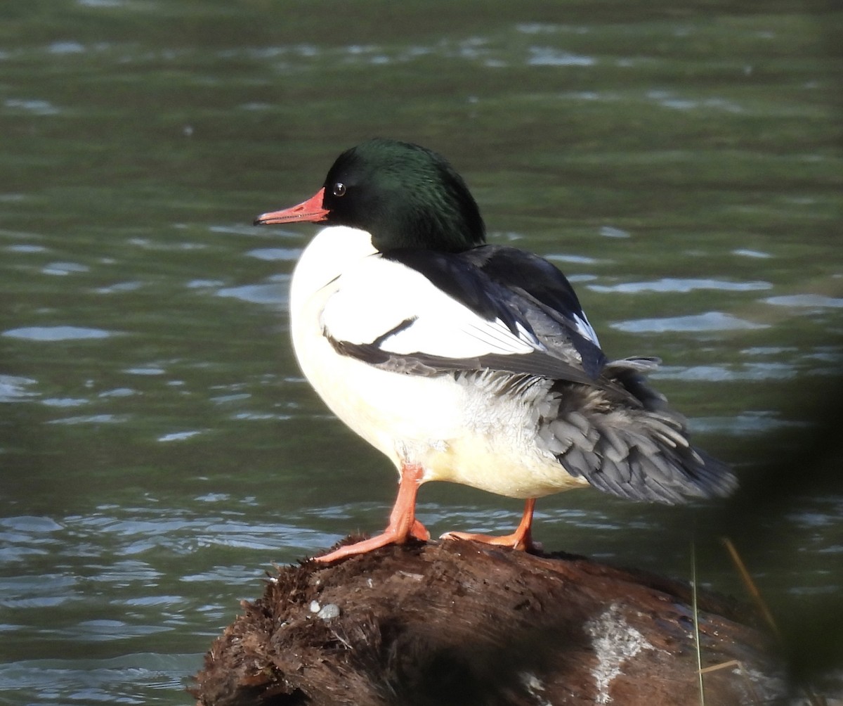 Common Merganser - ML647849279