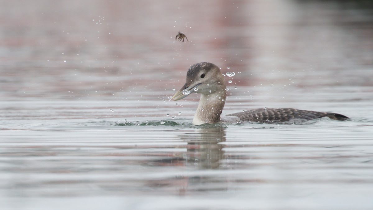 Yellow-billed Loon - ML647849281