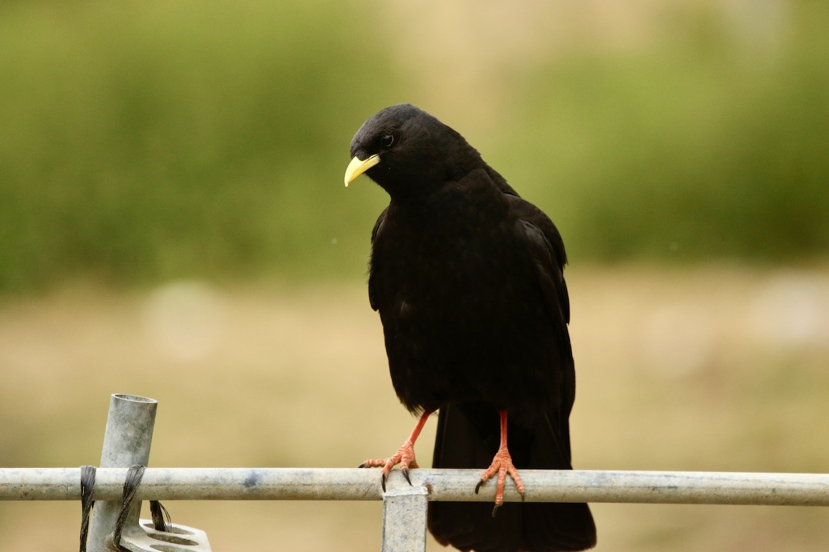 Yellow-billed Chough - ML647849283