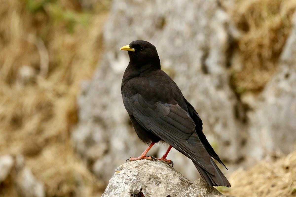 Yellow-billed Chough - ML647849284