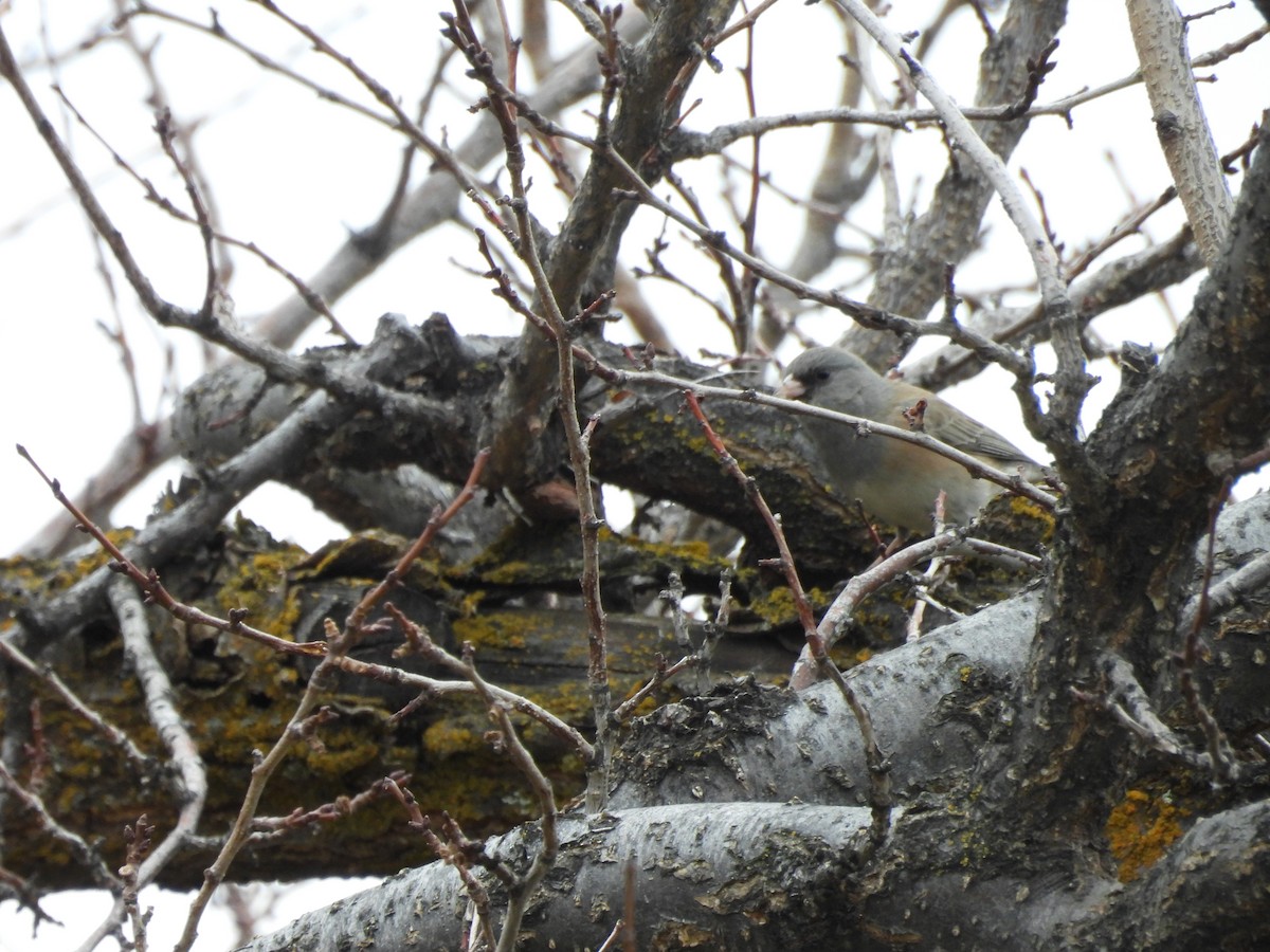 Dark-eyed Junco - ML647849285