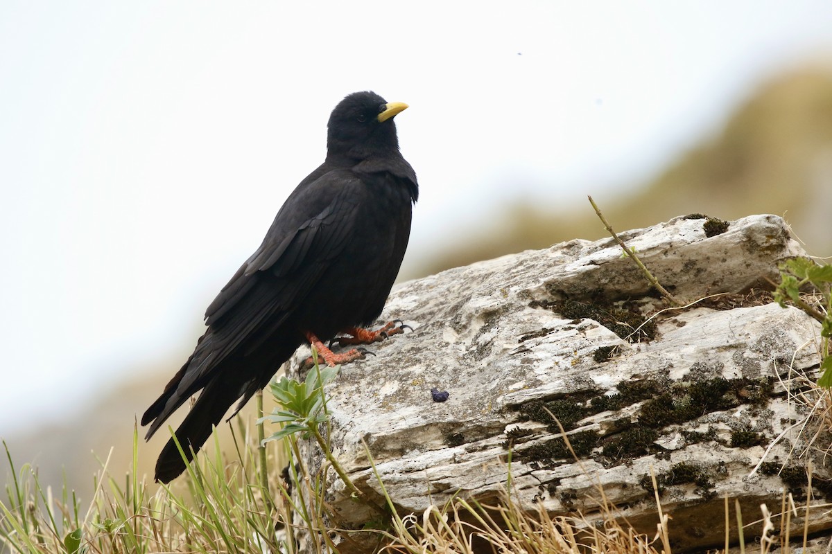 Yellow-billed Chough - ML647849286