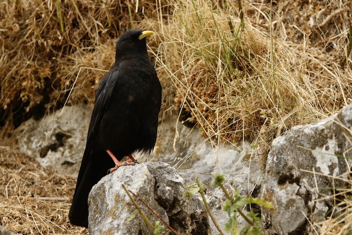 Yellow-billed Chough - ML647849287