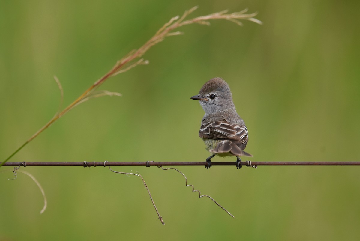 Southern Scrub-Flycatcher - ML647849288