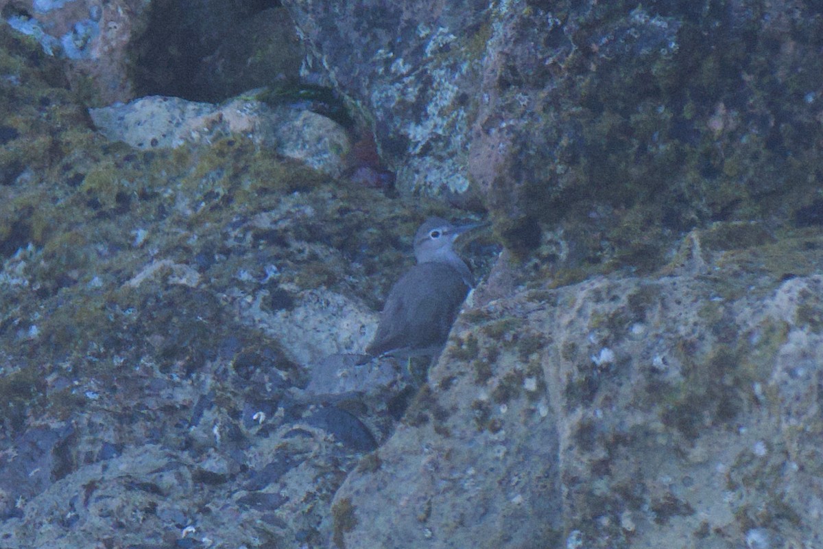 Common Sandpiper - ML647849289